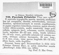 Puccinia printziae image
